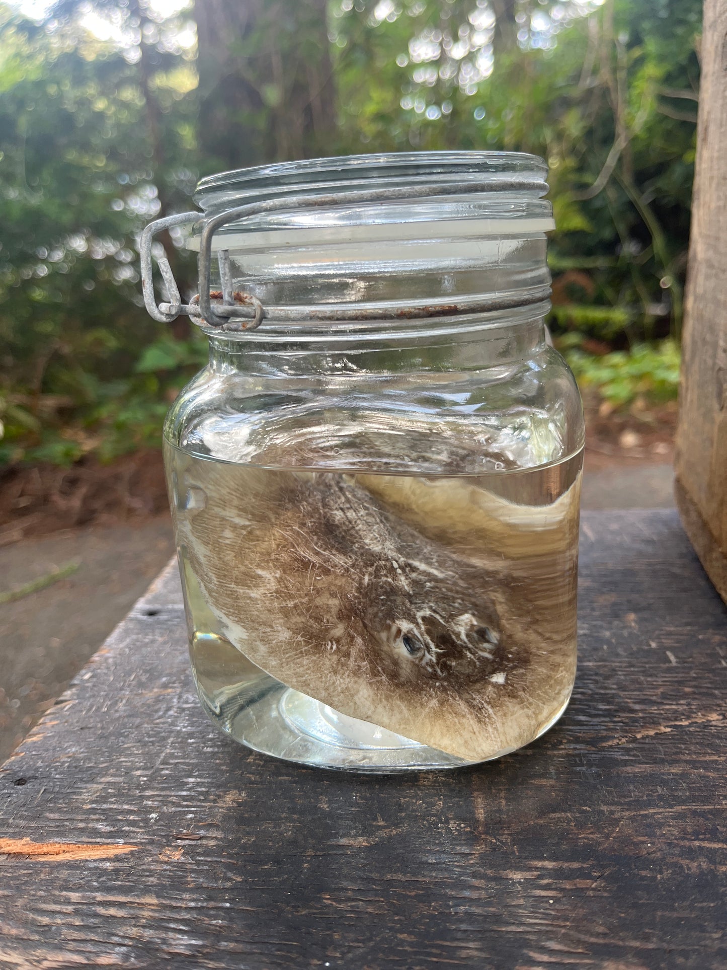 Preserved sting ray