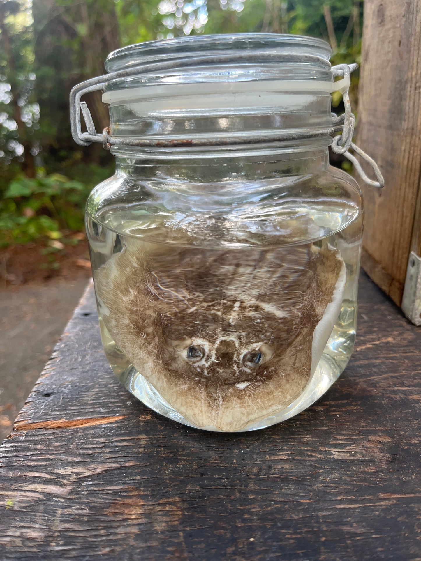 Preserved sting ray
