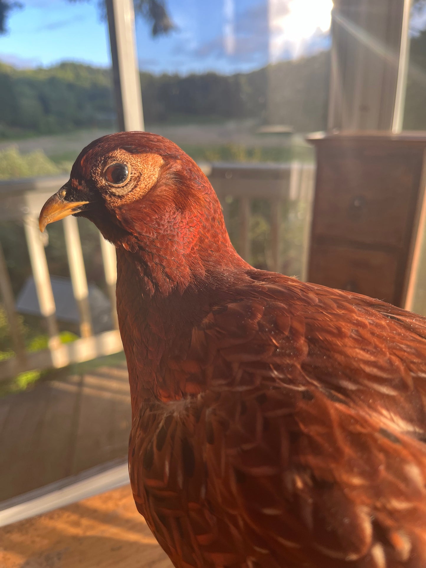 Vintage Copper Pheasant