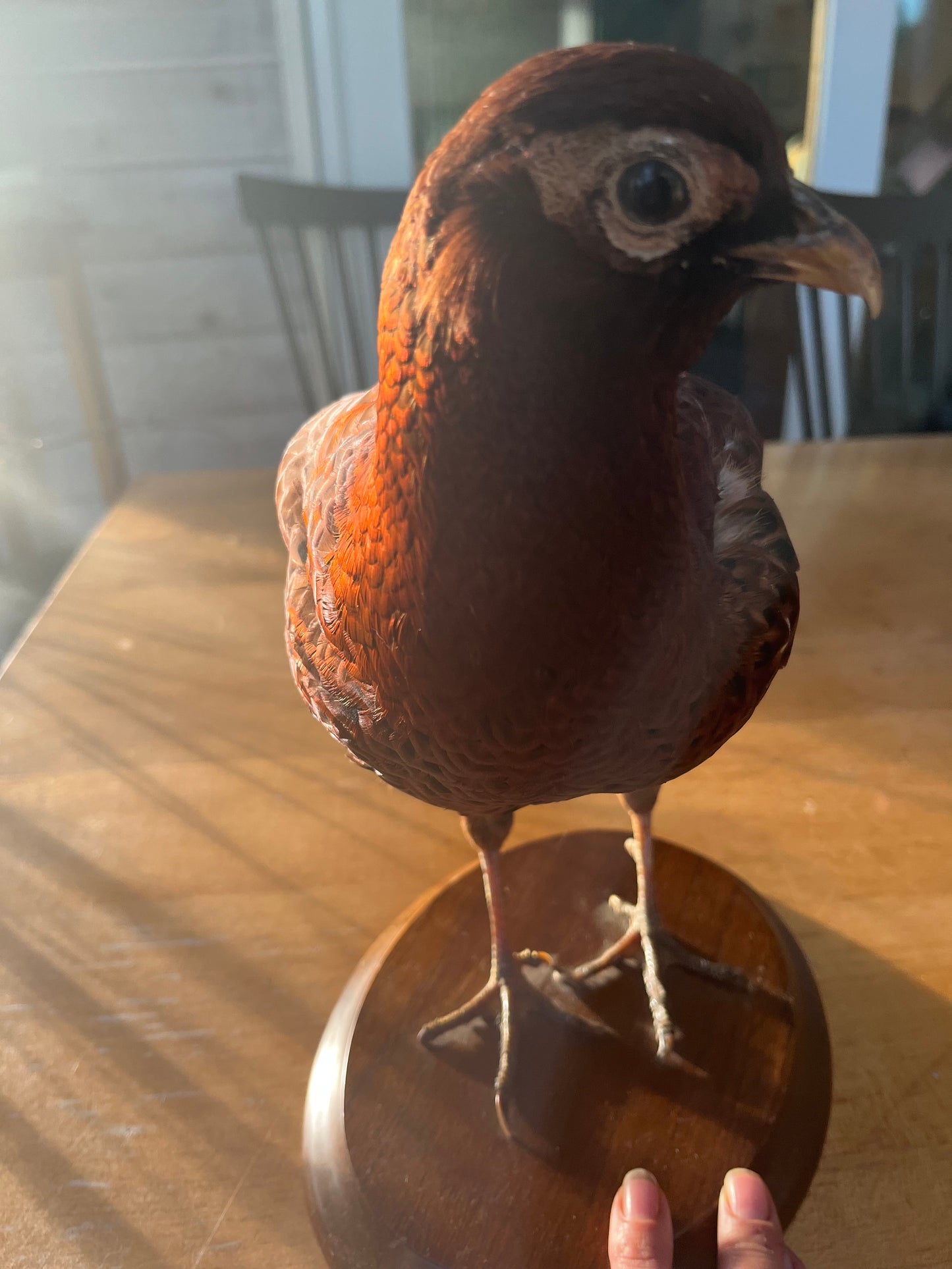 Vintage Copper Pheasant