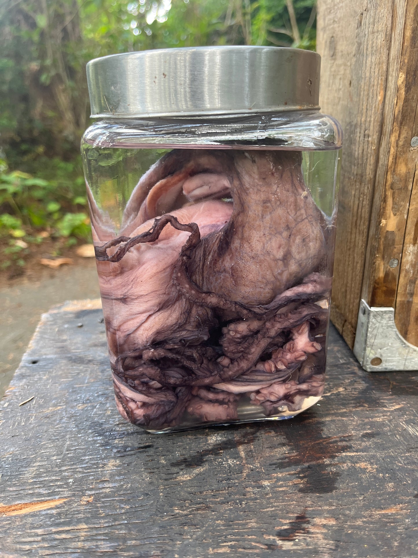 Preserved octopus wet specimen