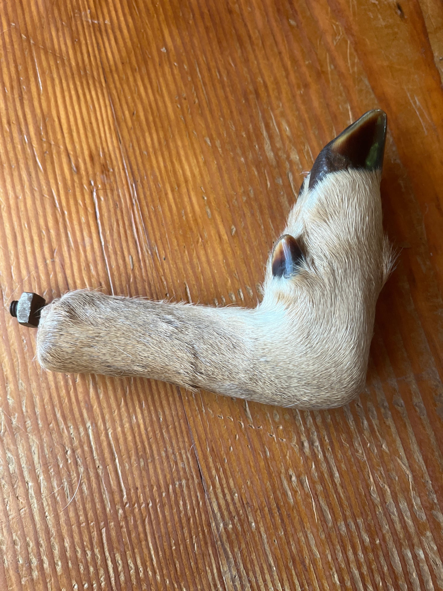 Deer Hoof