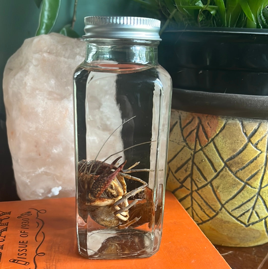 Crawdad/crayfish wet specimens