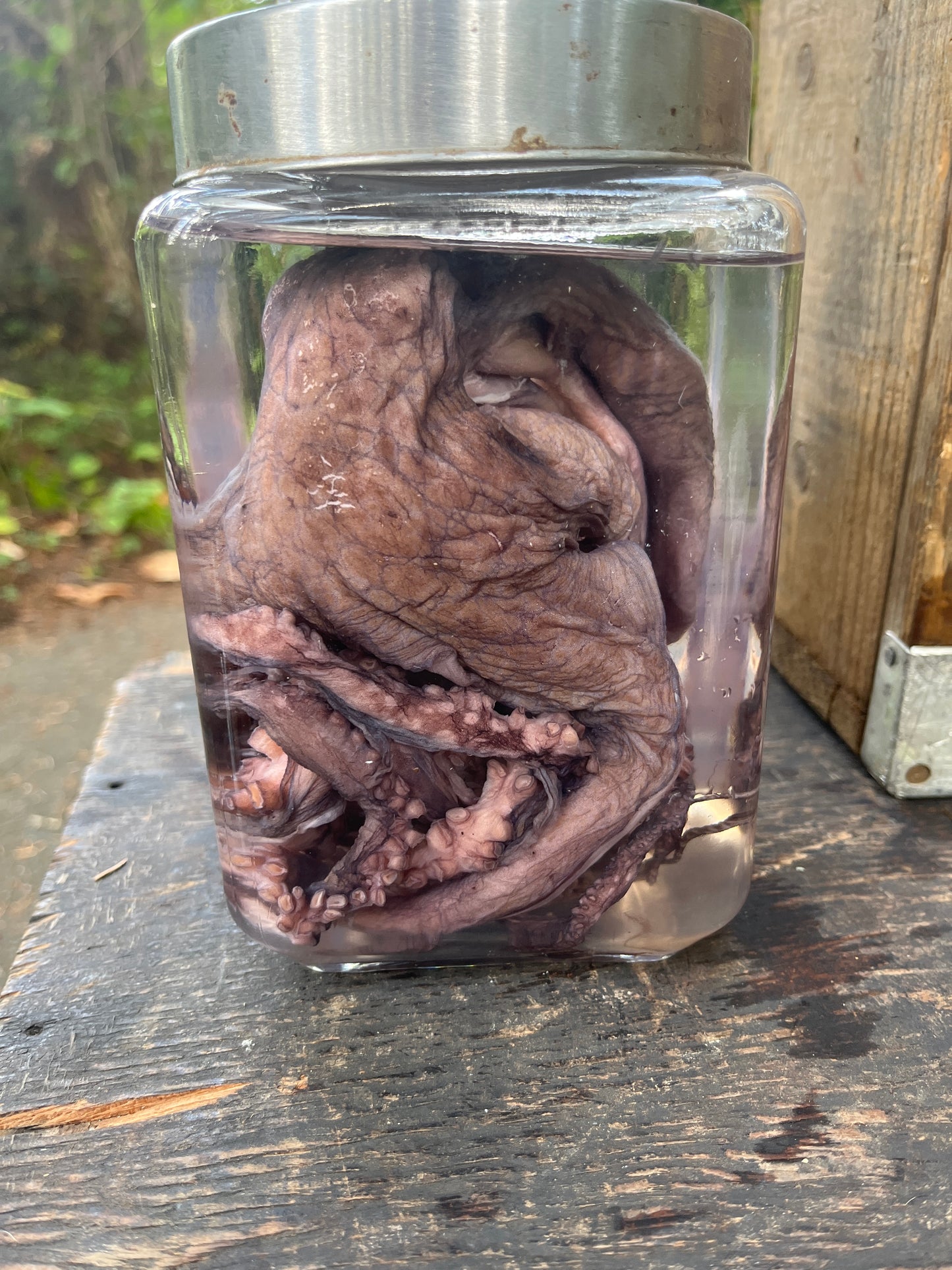 Preserved octopus wet specimen
