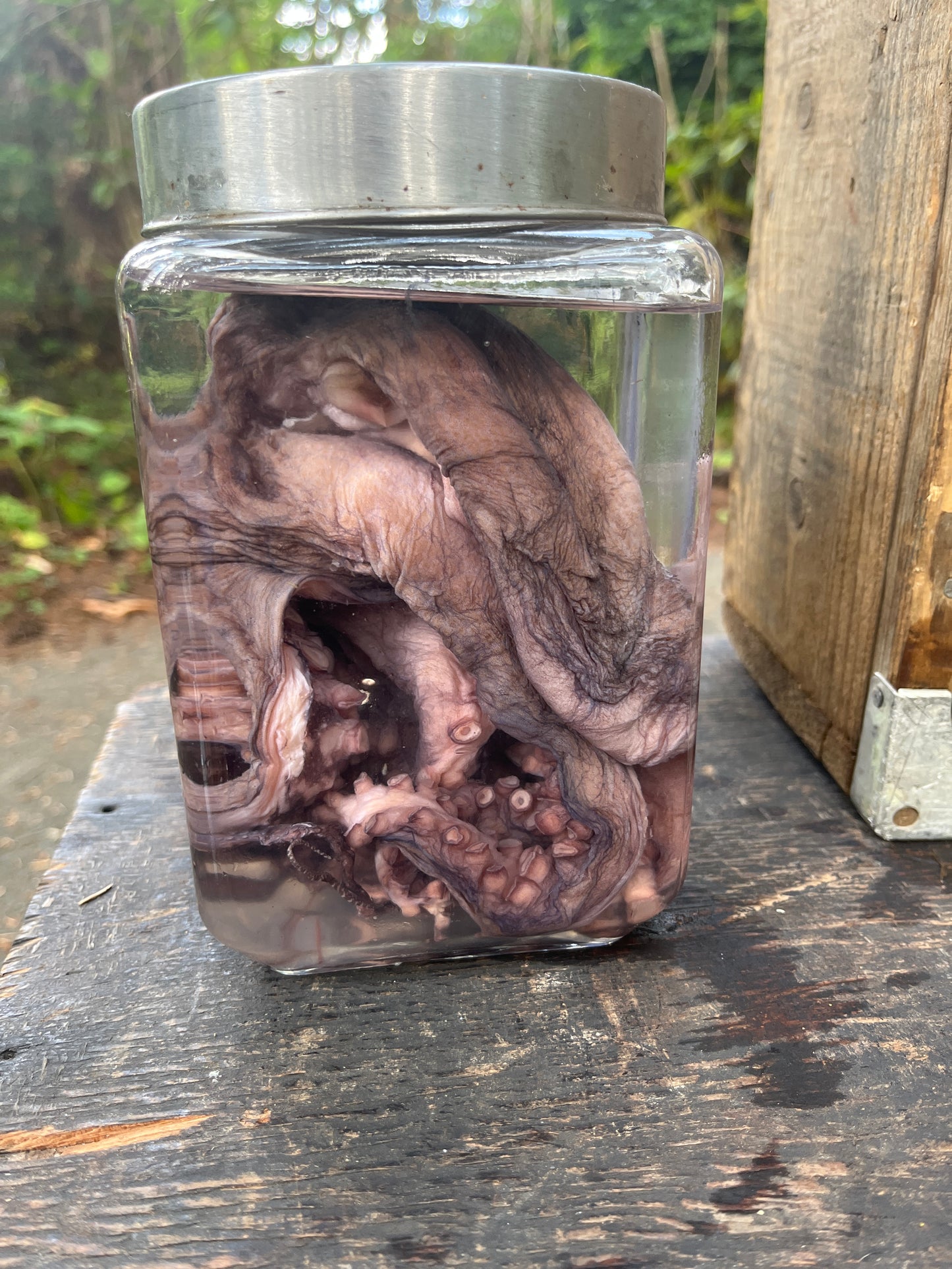 Preserved octopus wet specimen