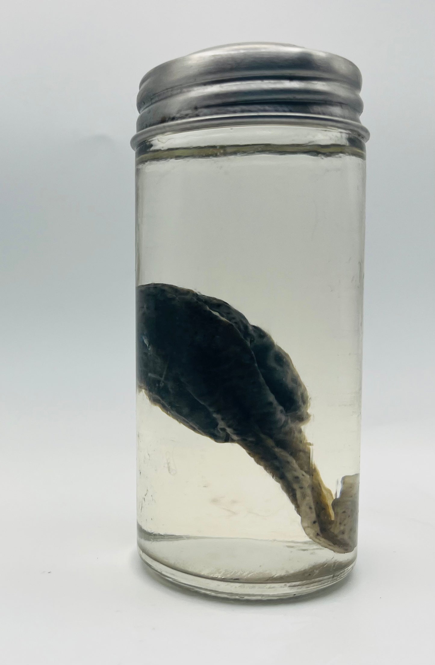 Tadpole specimen