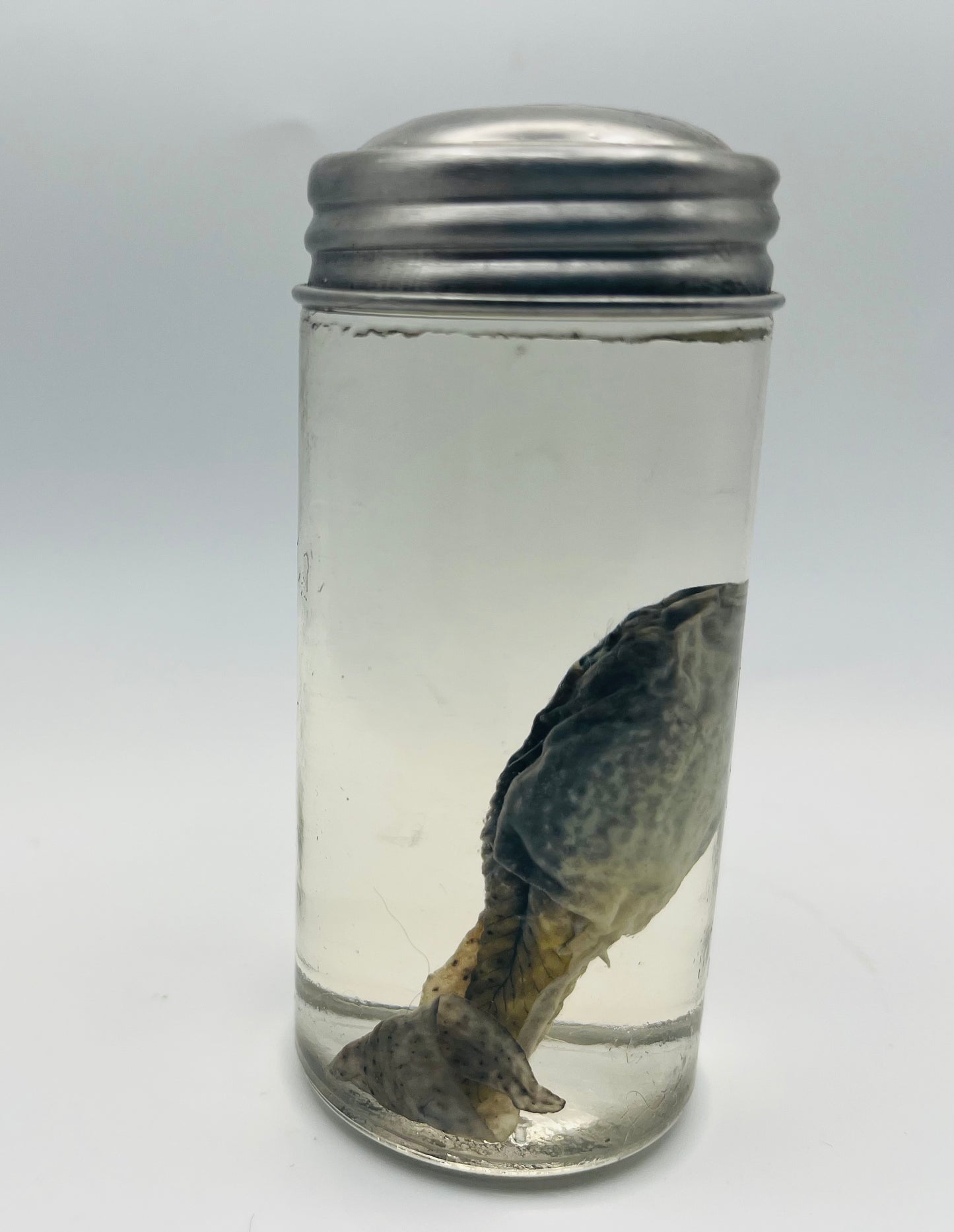 Tadpole specimen