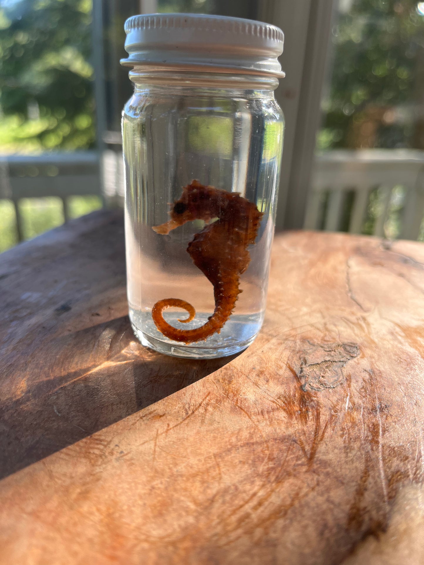 Seahorse