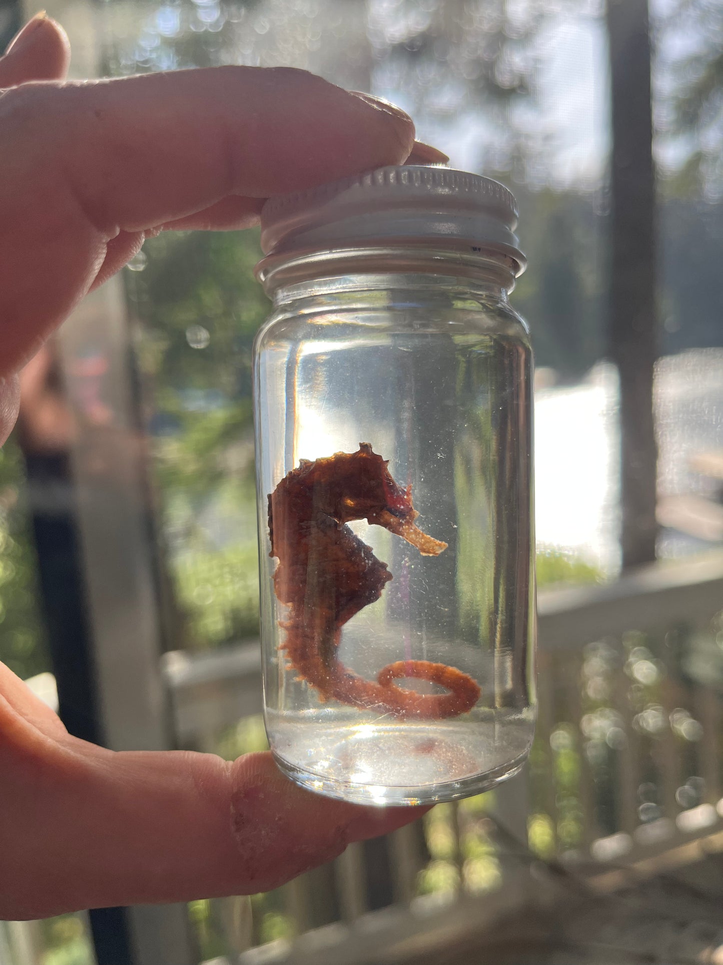 Seahorse