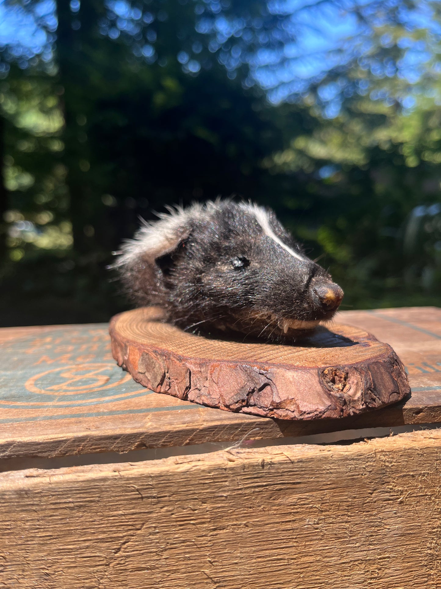 Skunk head
