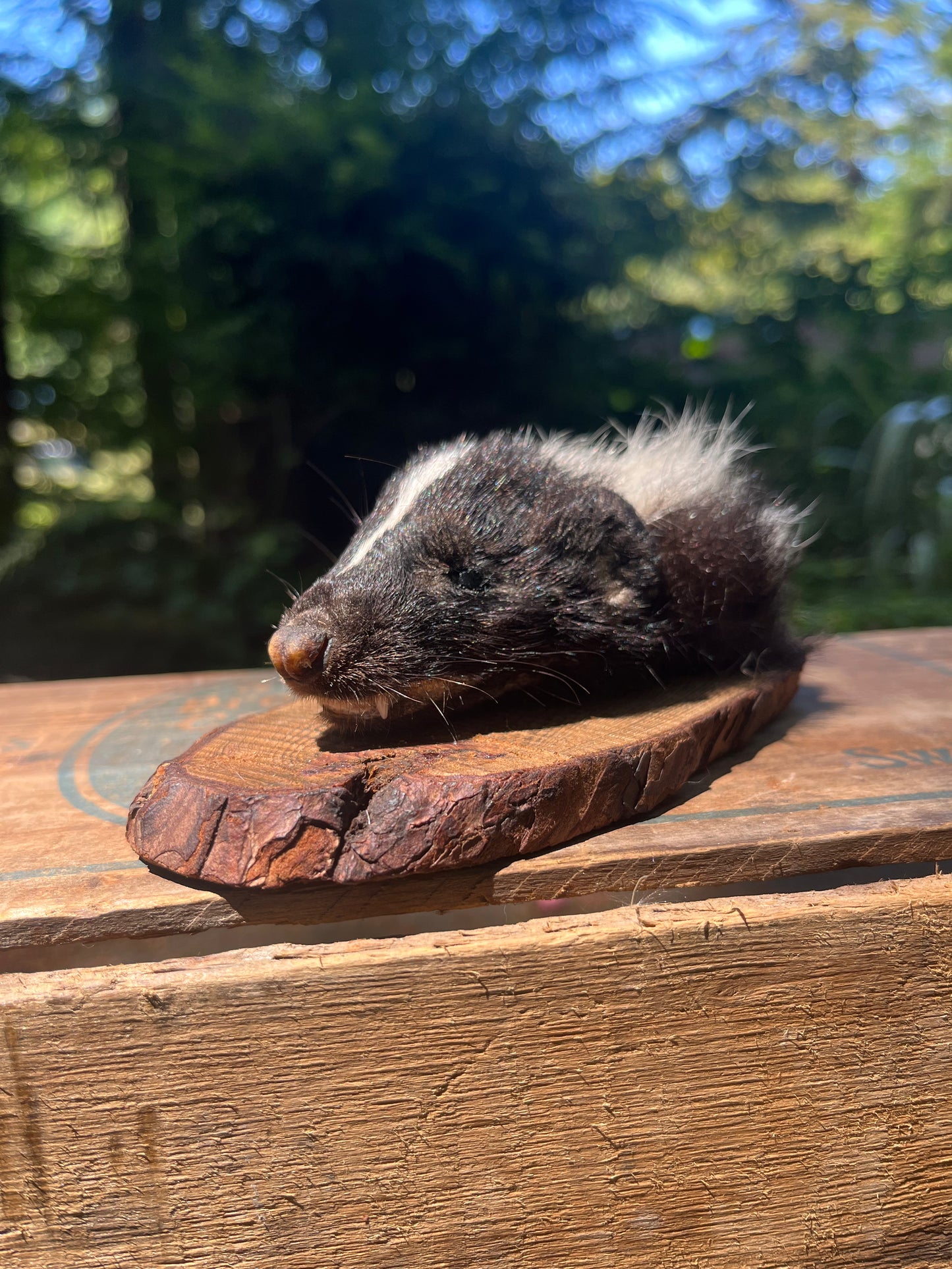 Skunk head