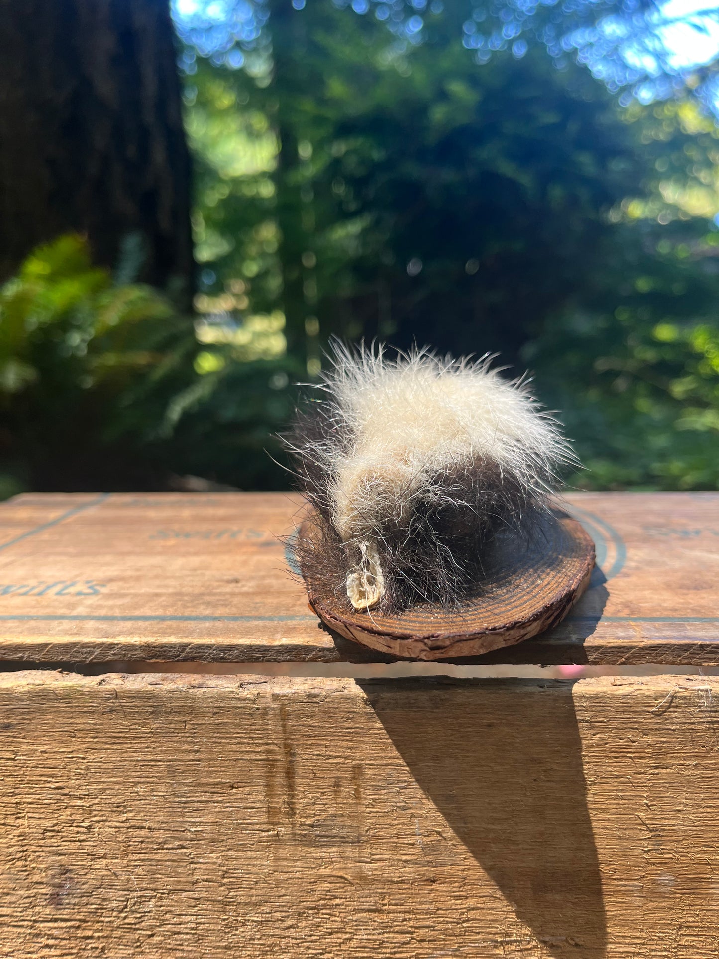 Skunk head