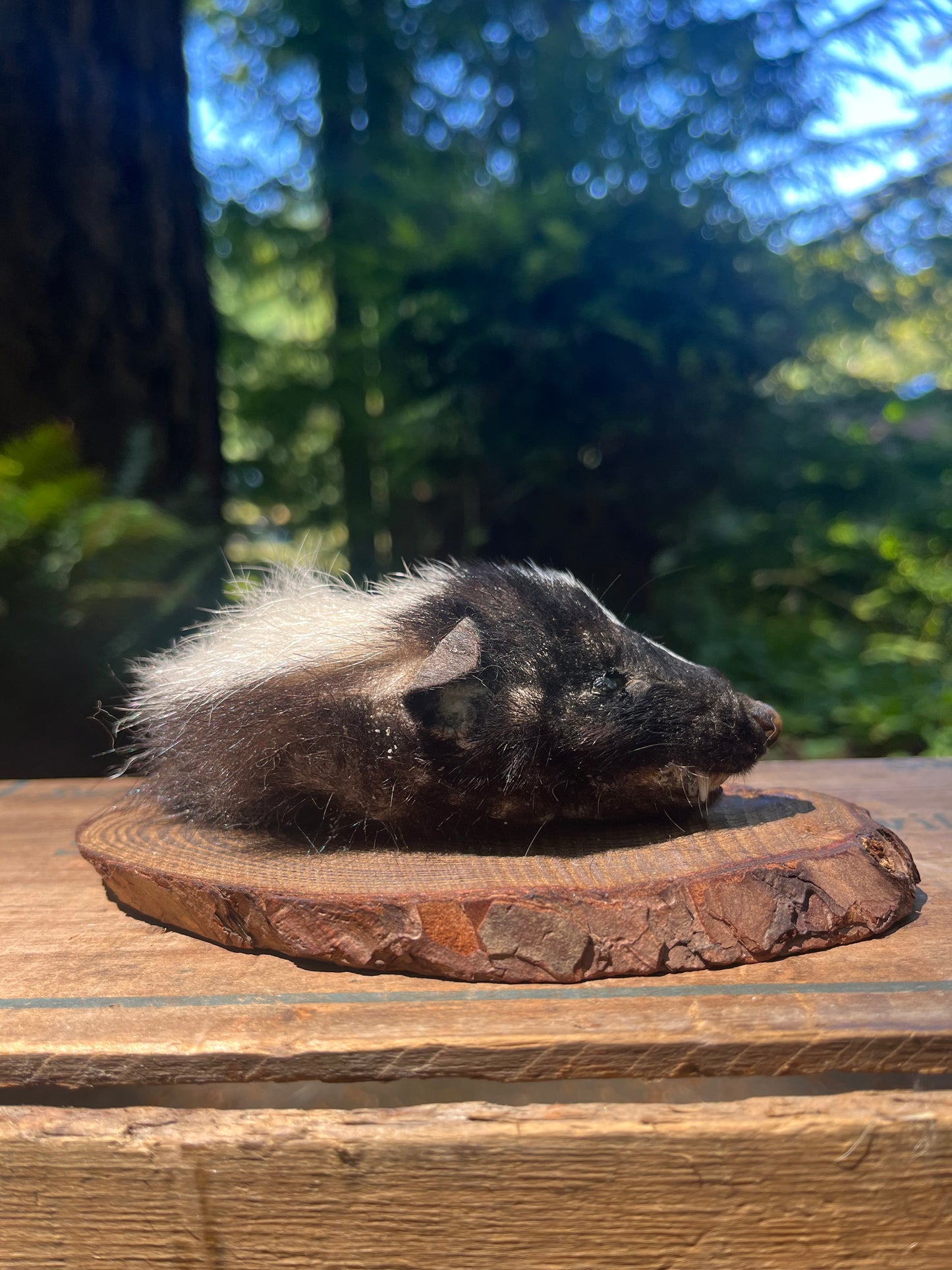 Skunk head