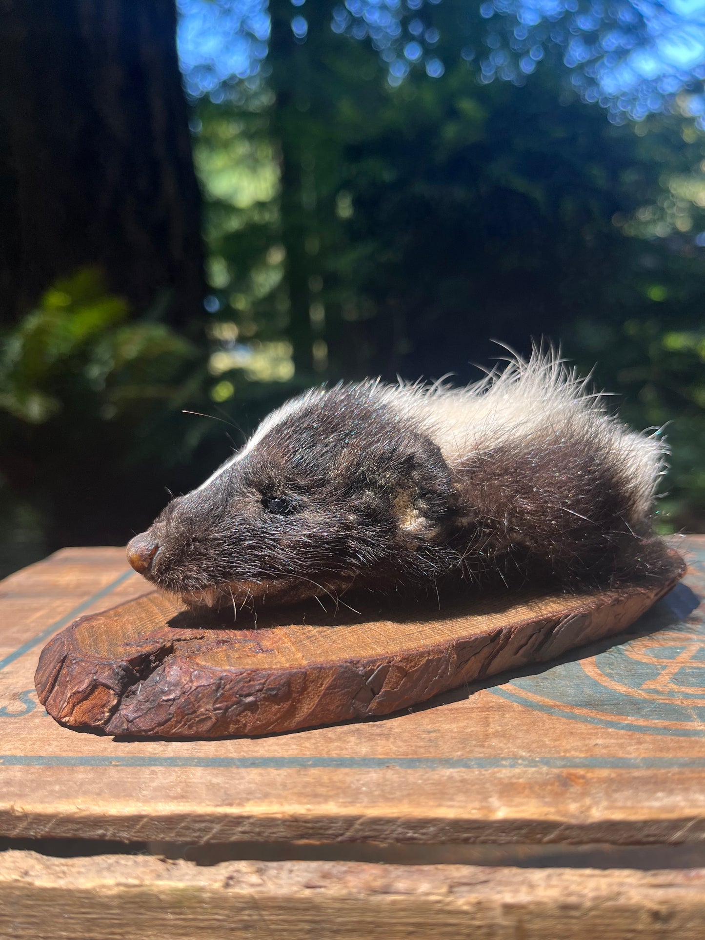 Skunk head