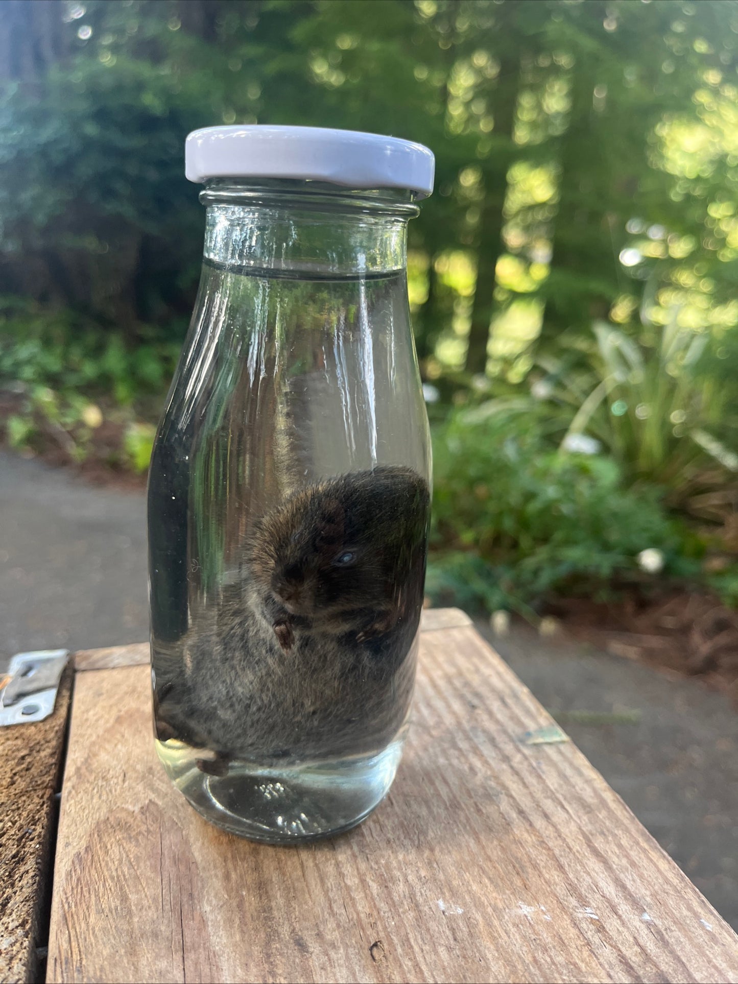 Preserved baby nutria