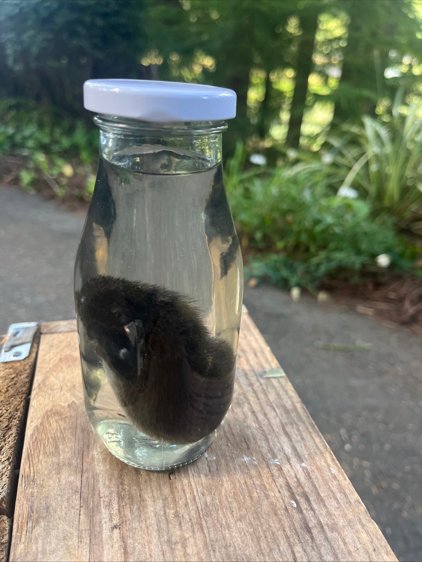Preserved baby nutria