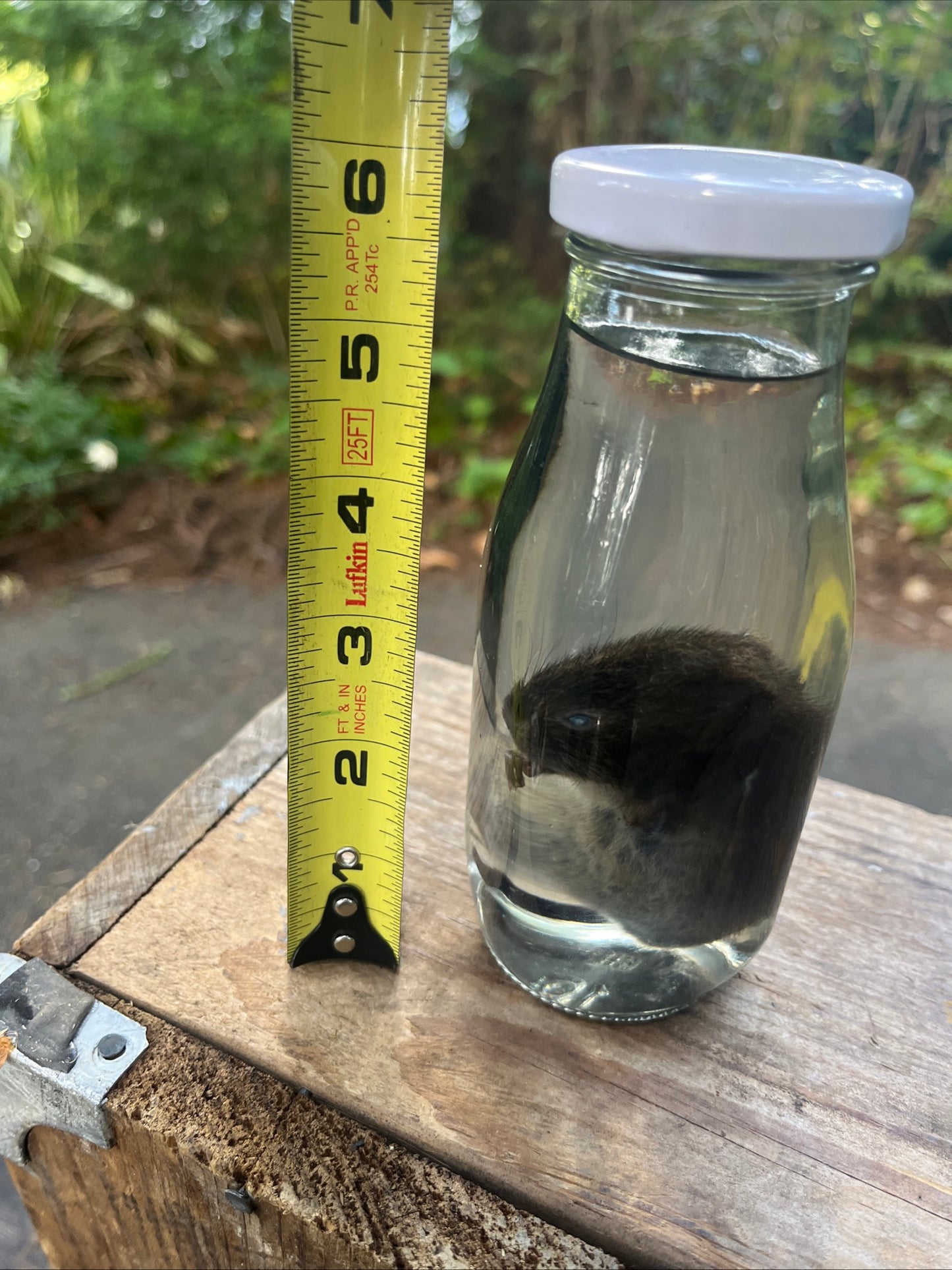 Preserved baby nutria