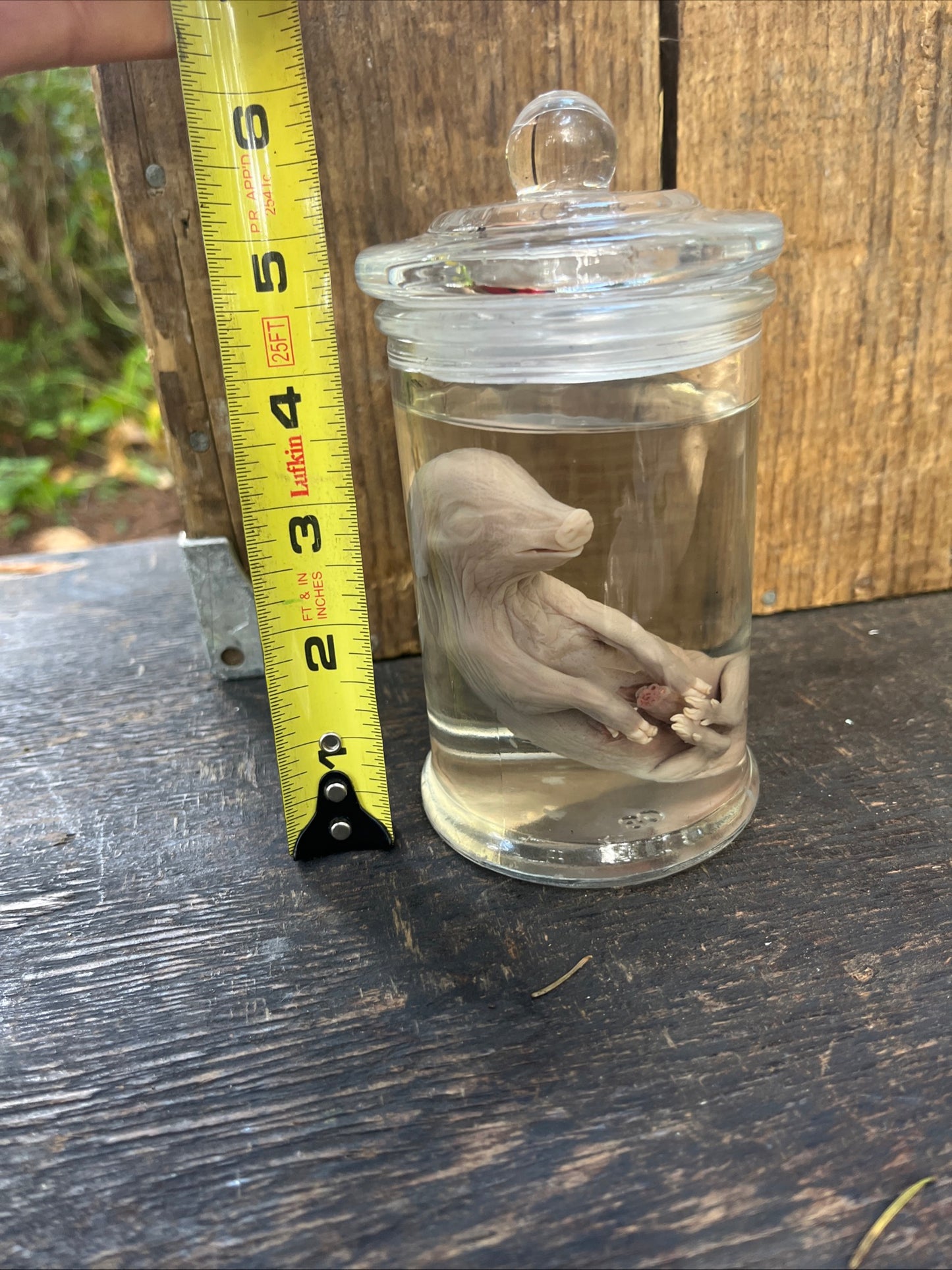 Preserved fetal pig