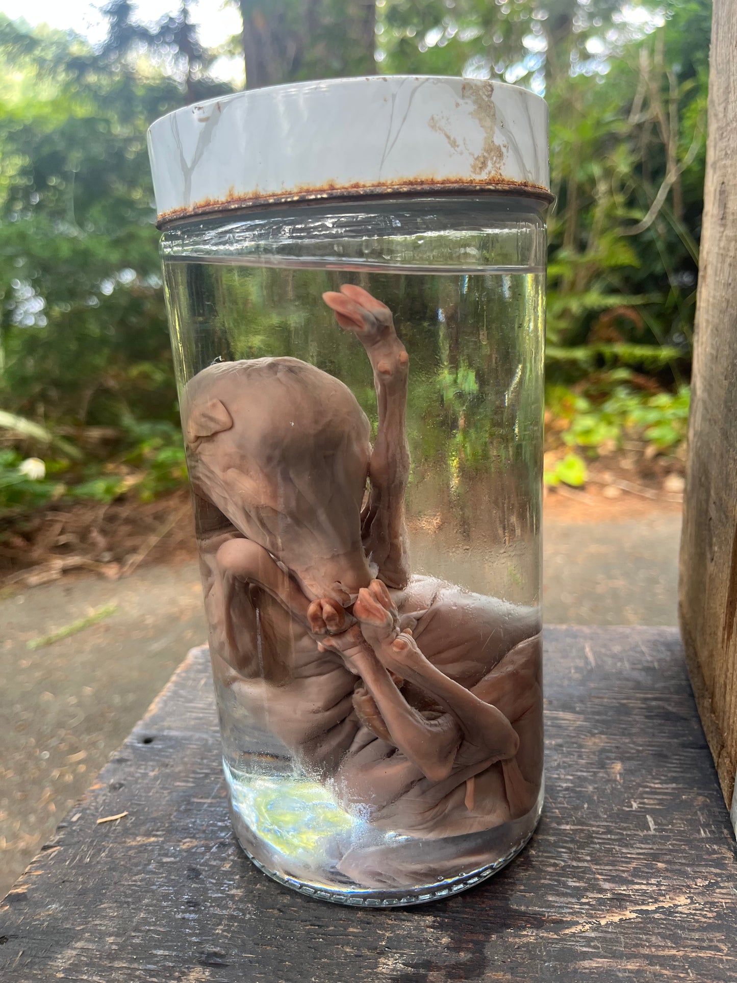 Preserved Fetal lamb