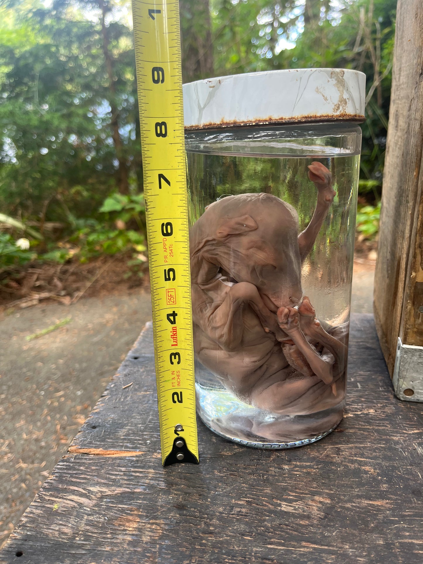 Preserved Fetal lamb