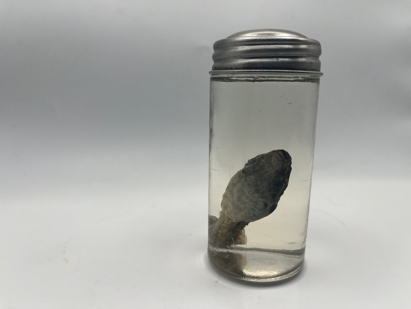 Tadpole specimen