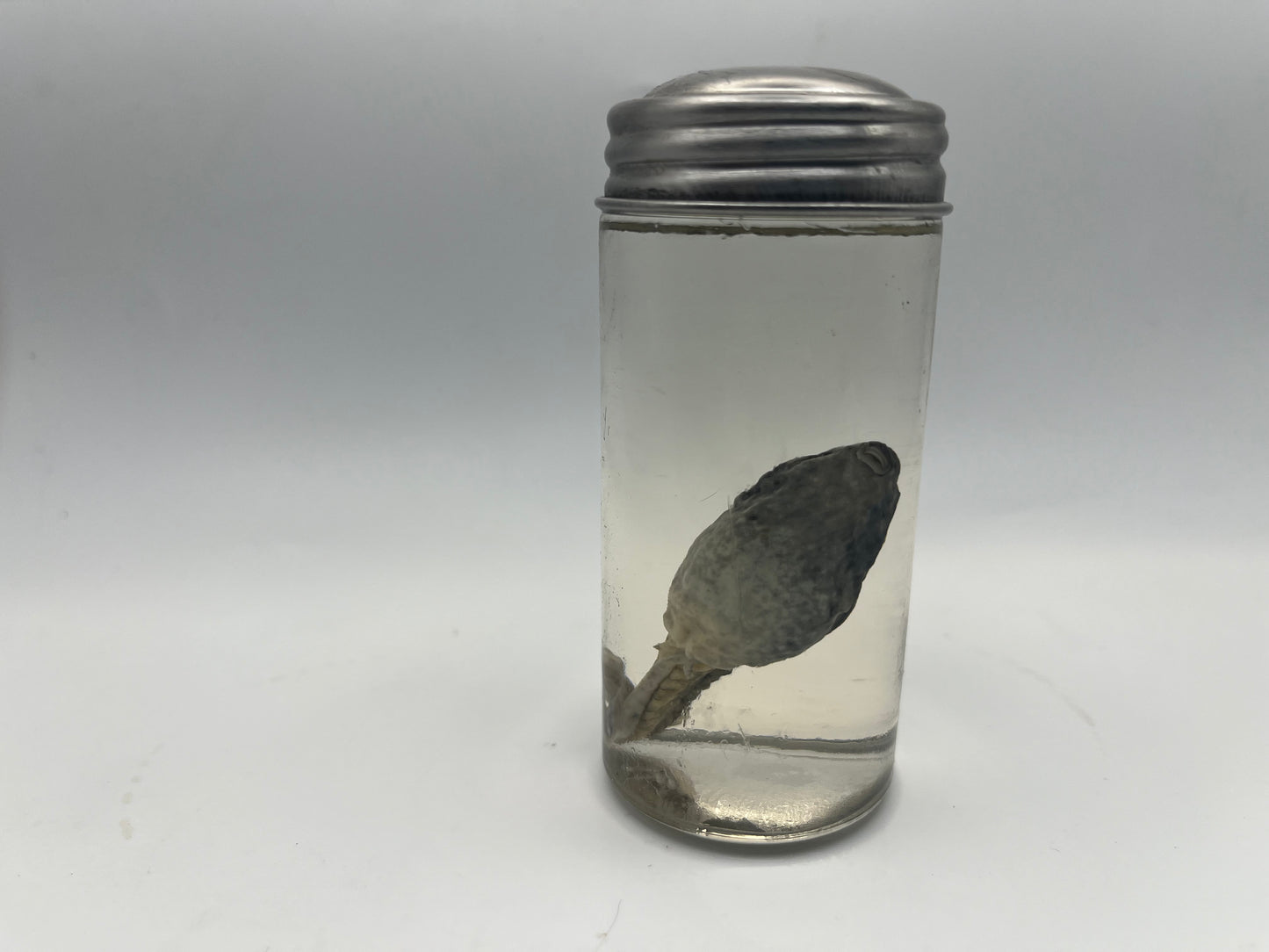 Tadpole specimen