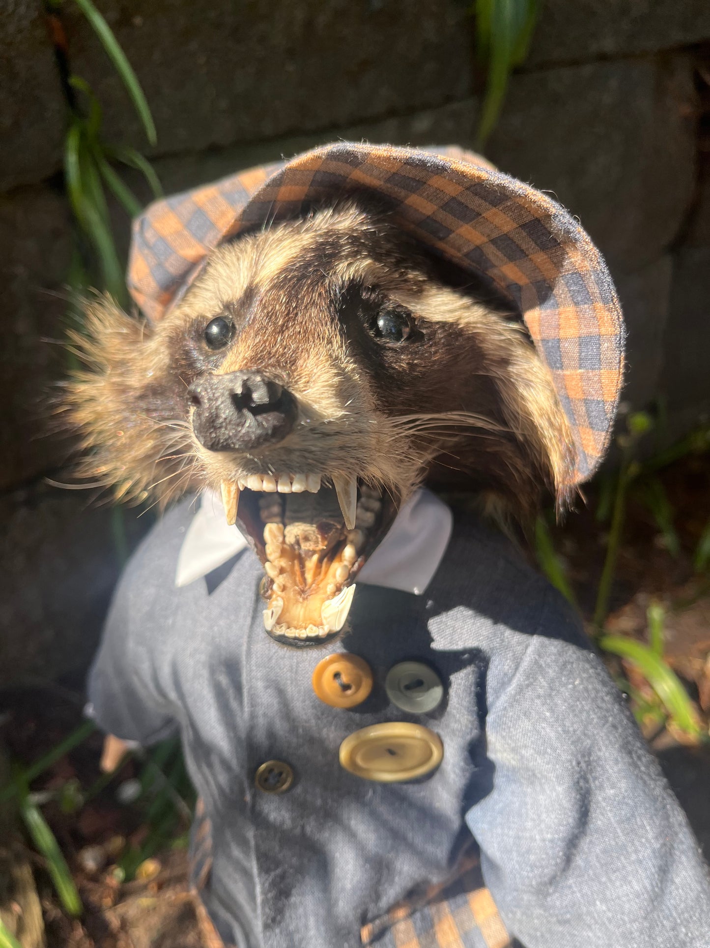 Dapper raccoon