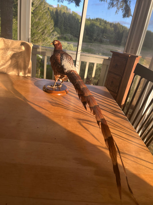 Vintage Copper Pheasant