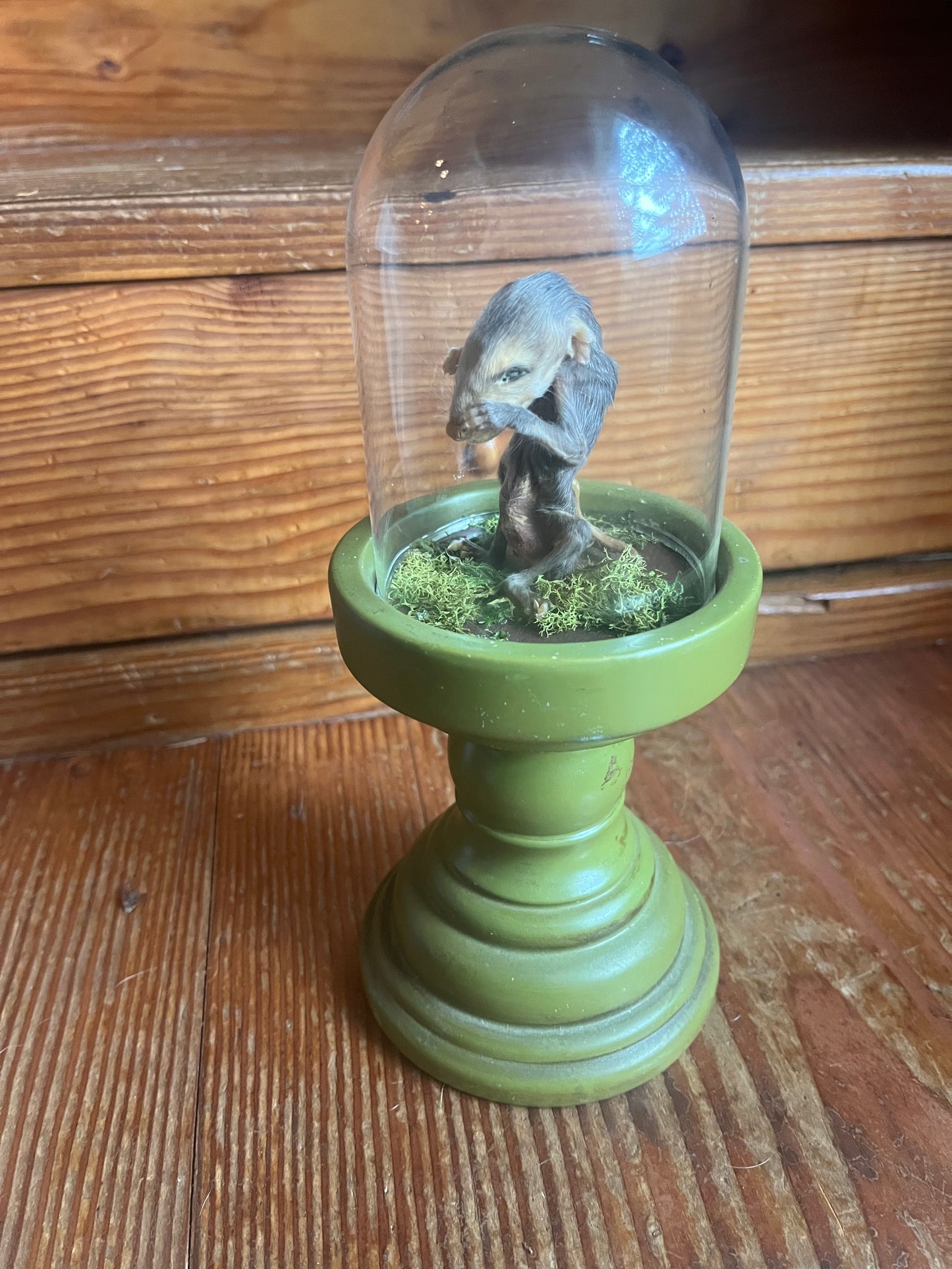 Mummified baby opossum in dome