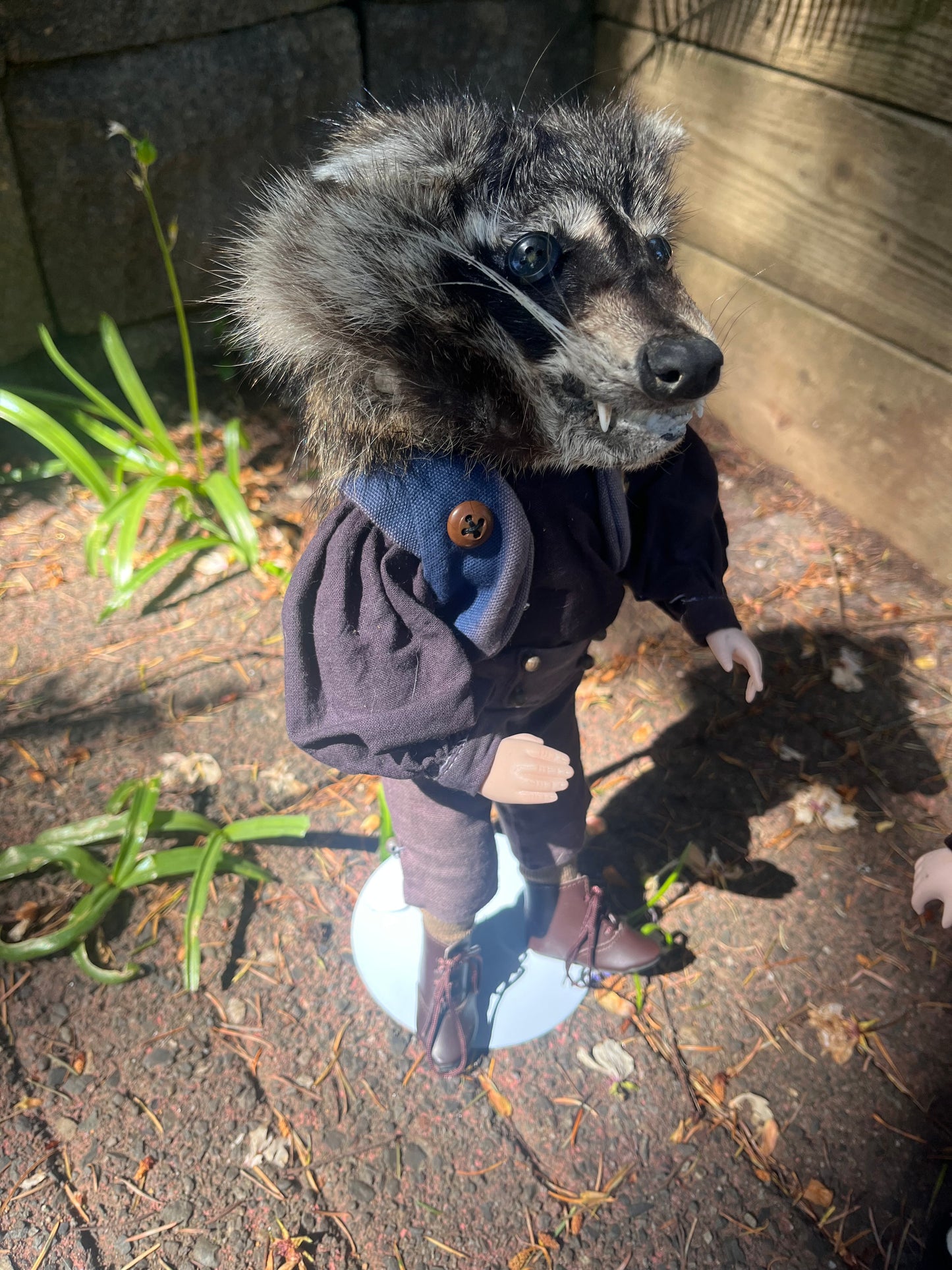 Button Eye Raccoon