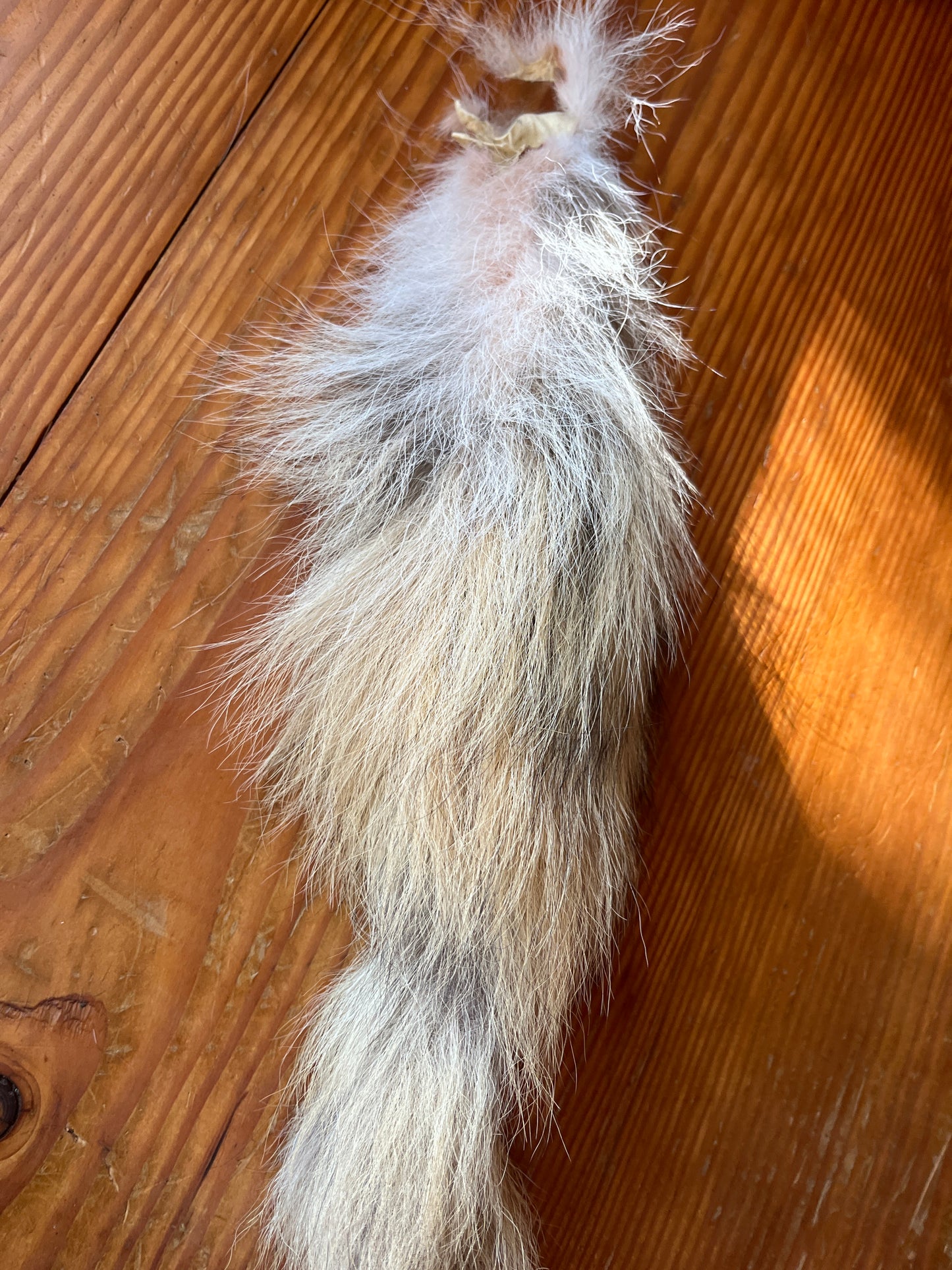 Craft grade coyote tail