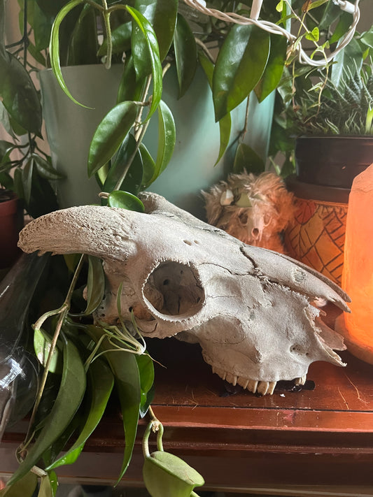 Weathered goat skull