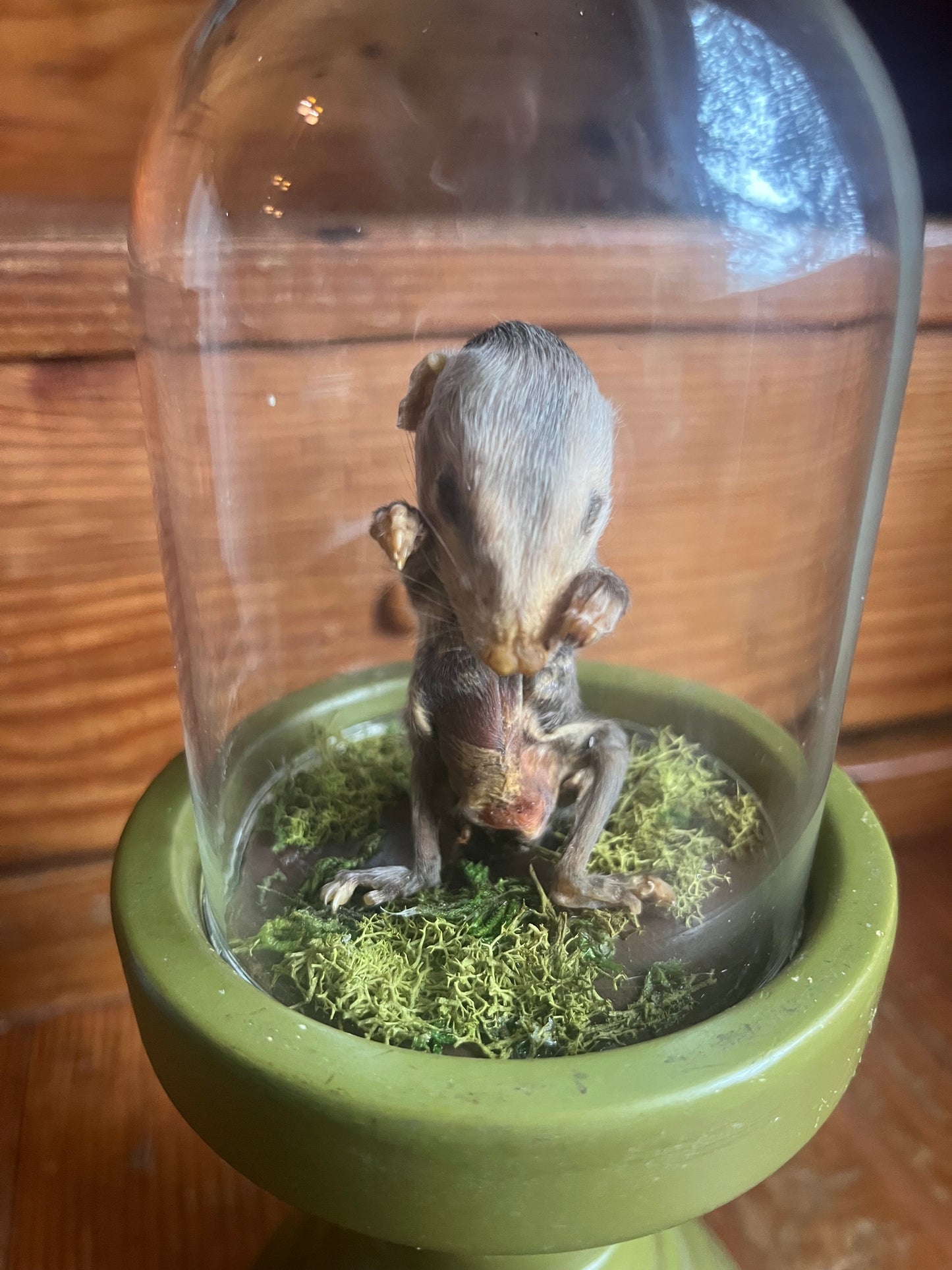 Mummified baby opossum in dome