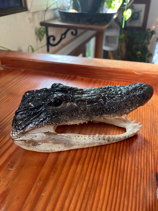 Taxidermy gator head