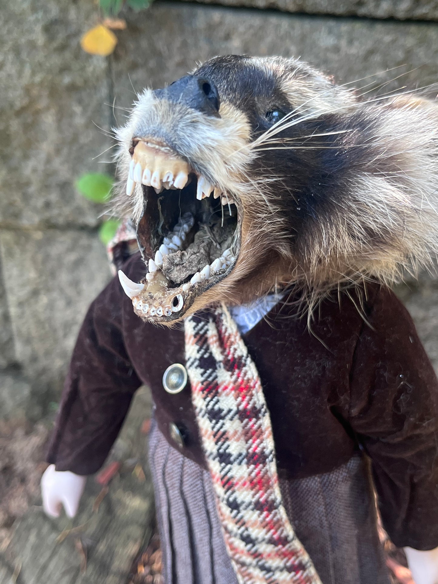 Orphan raccoon