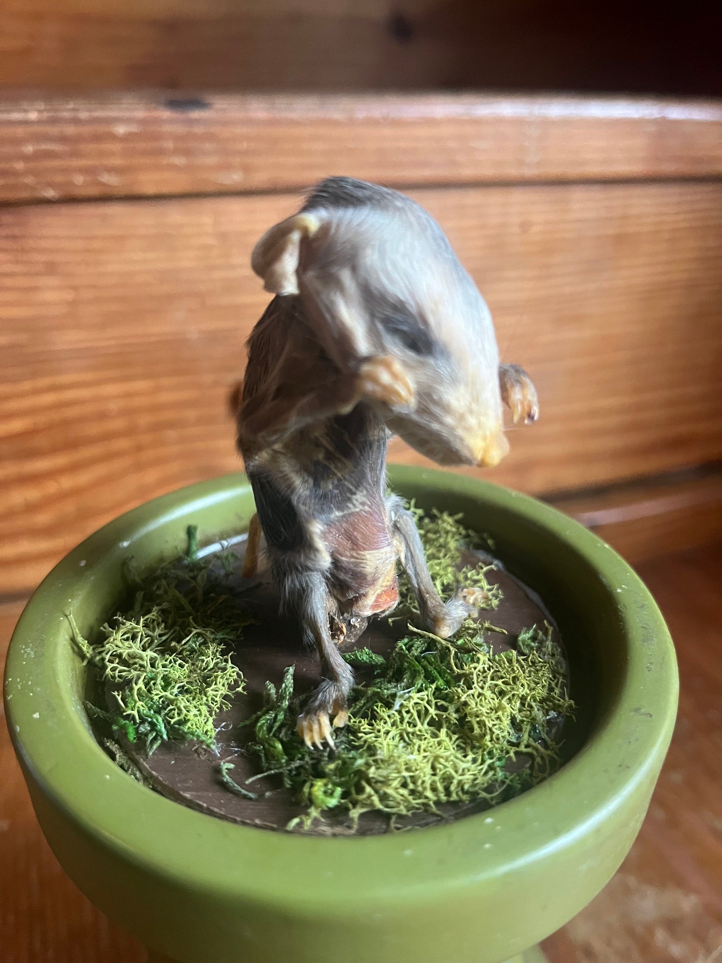 Mummified baby opossum in dome