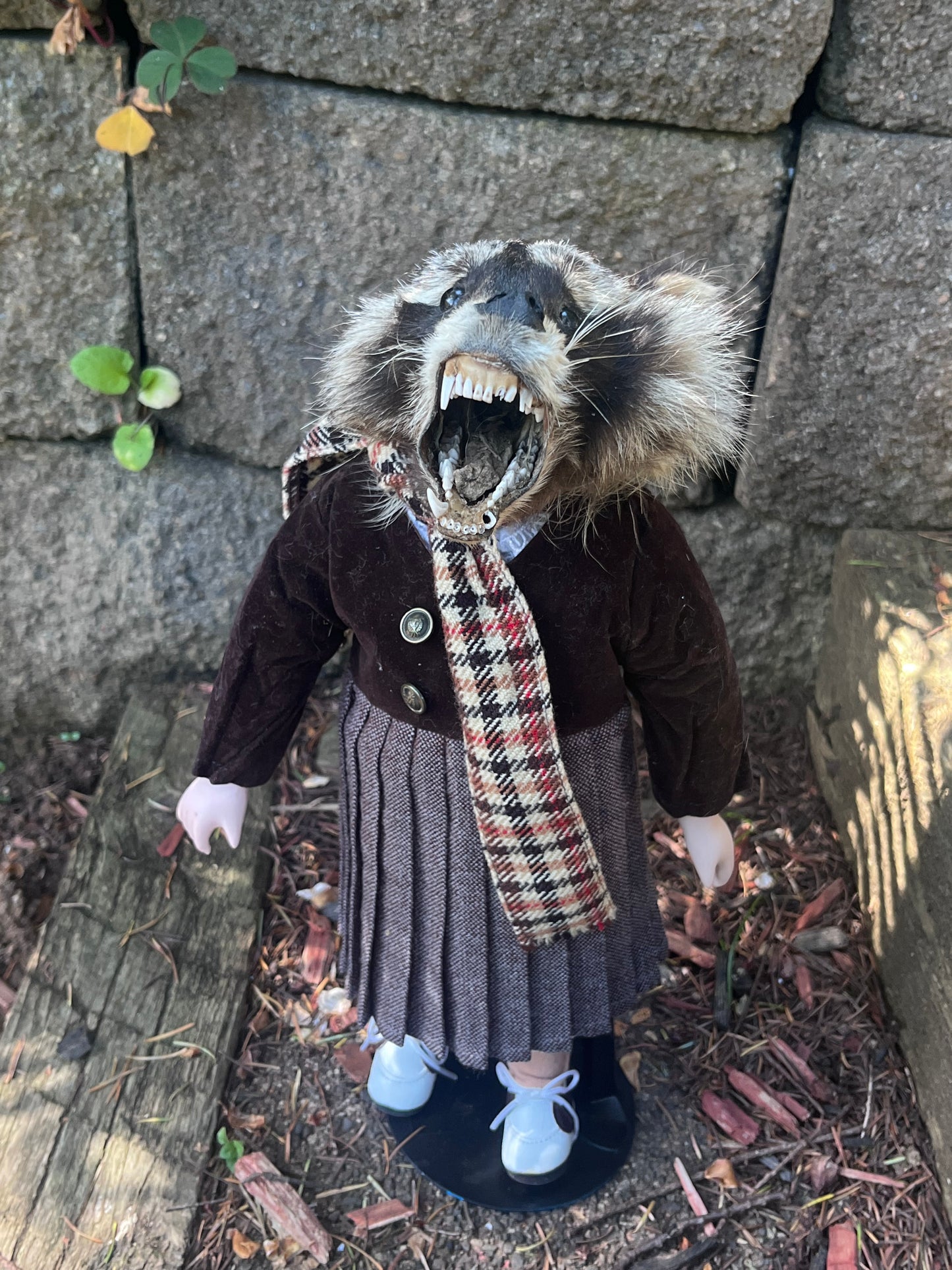 Orphan raccoon