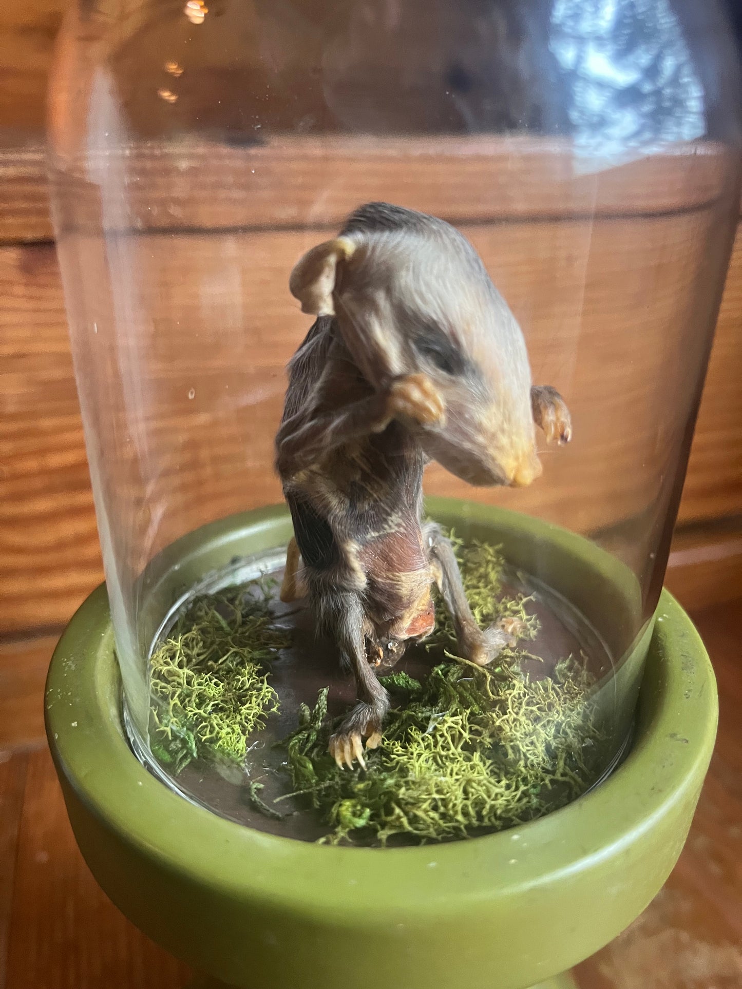 Mummified baby opossum in dome