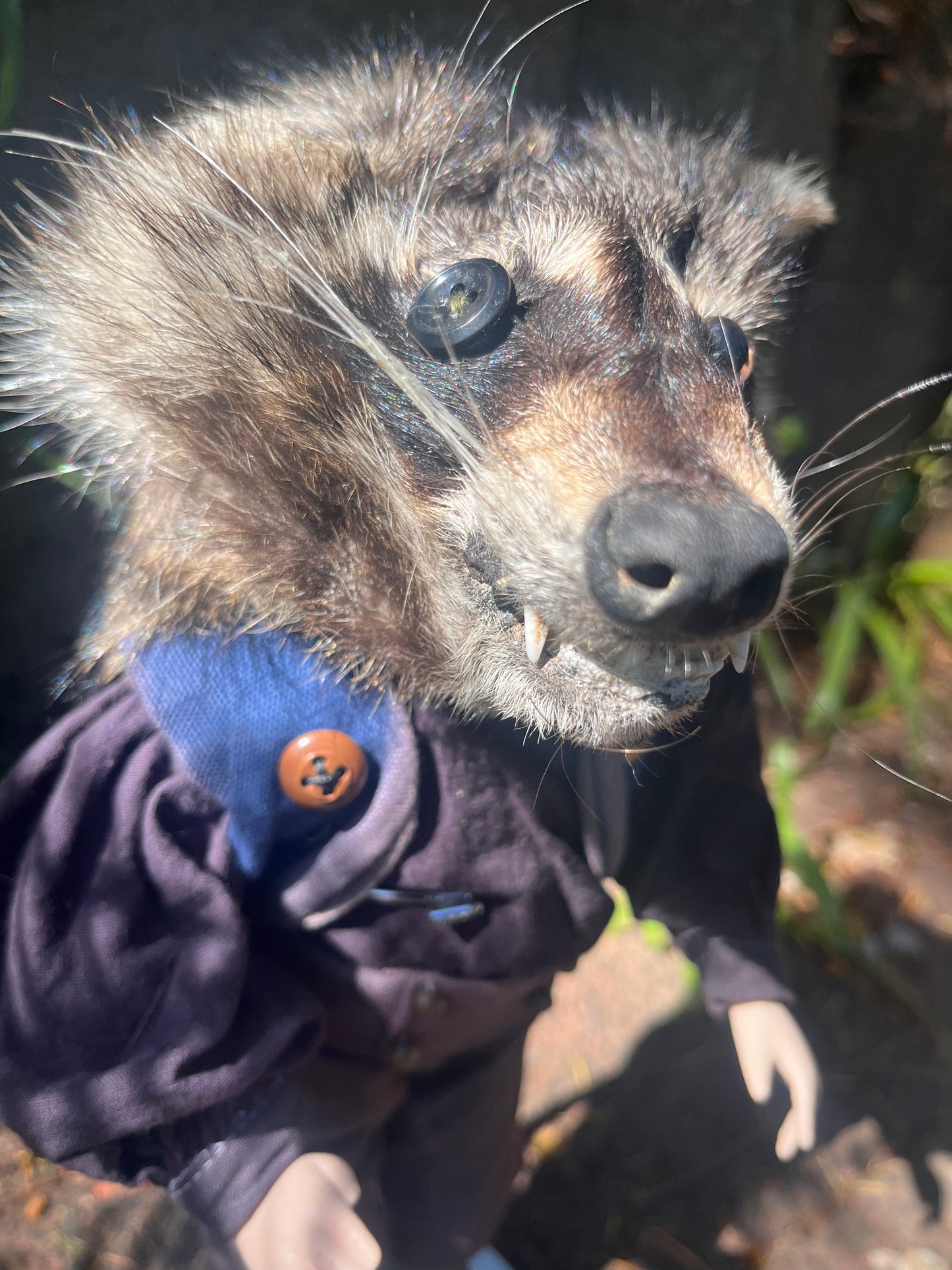 Button Eye Raccoon