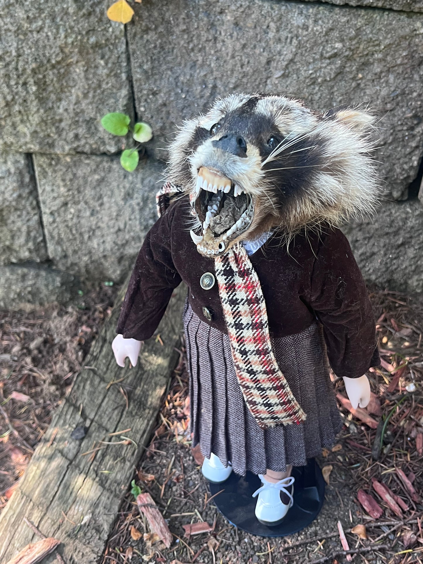 Orphan raccoon