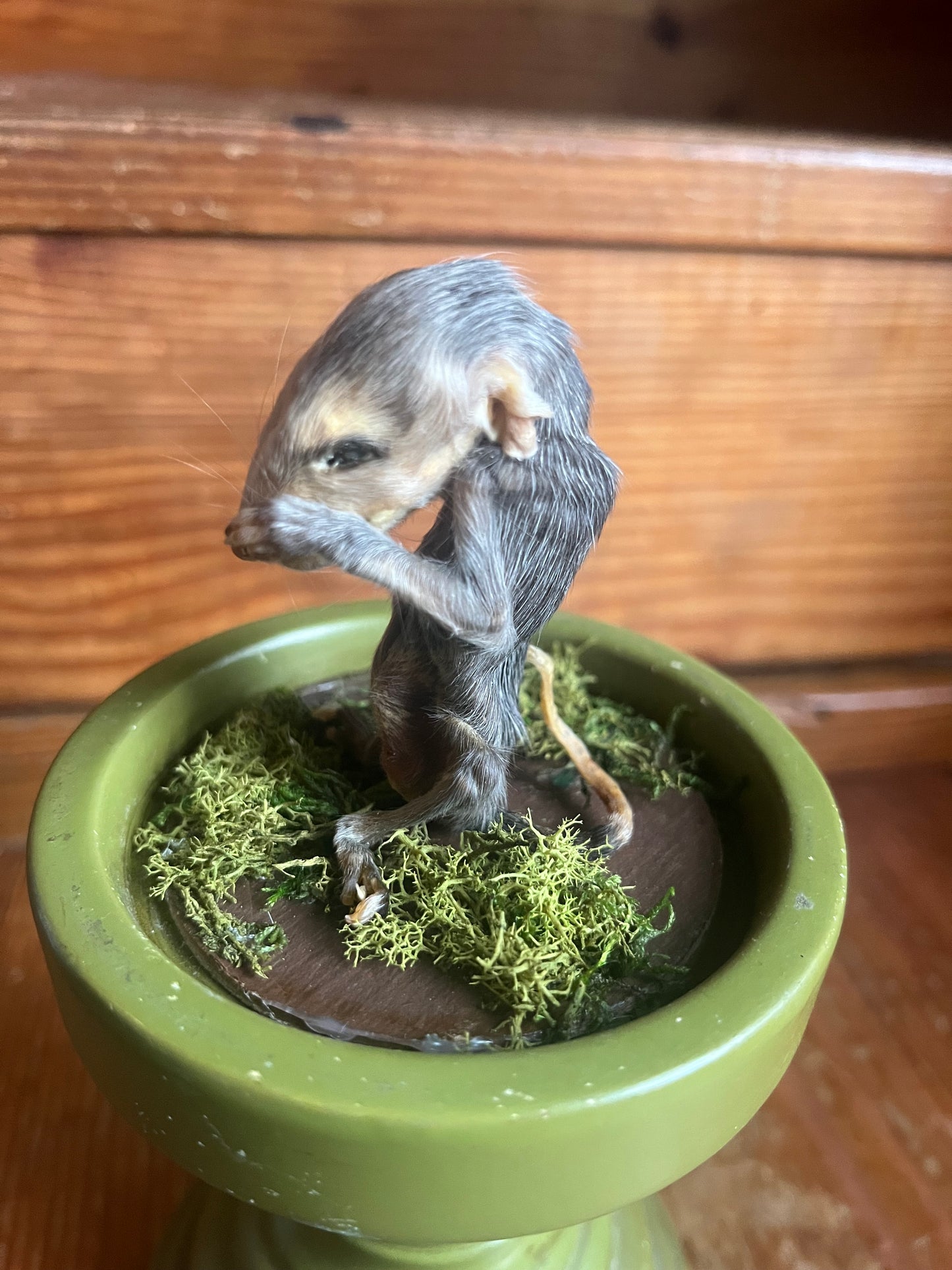 Mummified baby opossum in dome