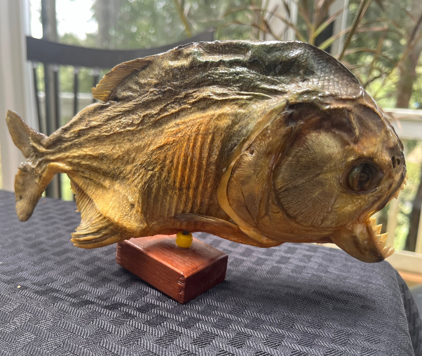 Vintage piranha