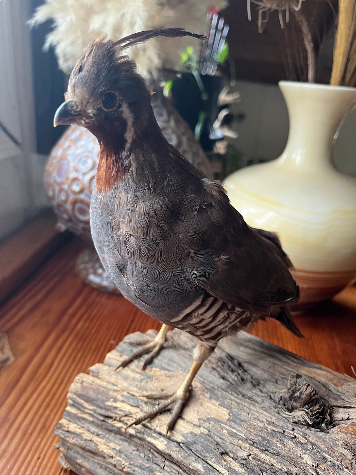 Pair of vintage taxidermy quail