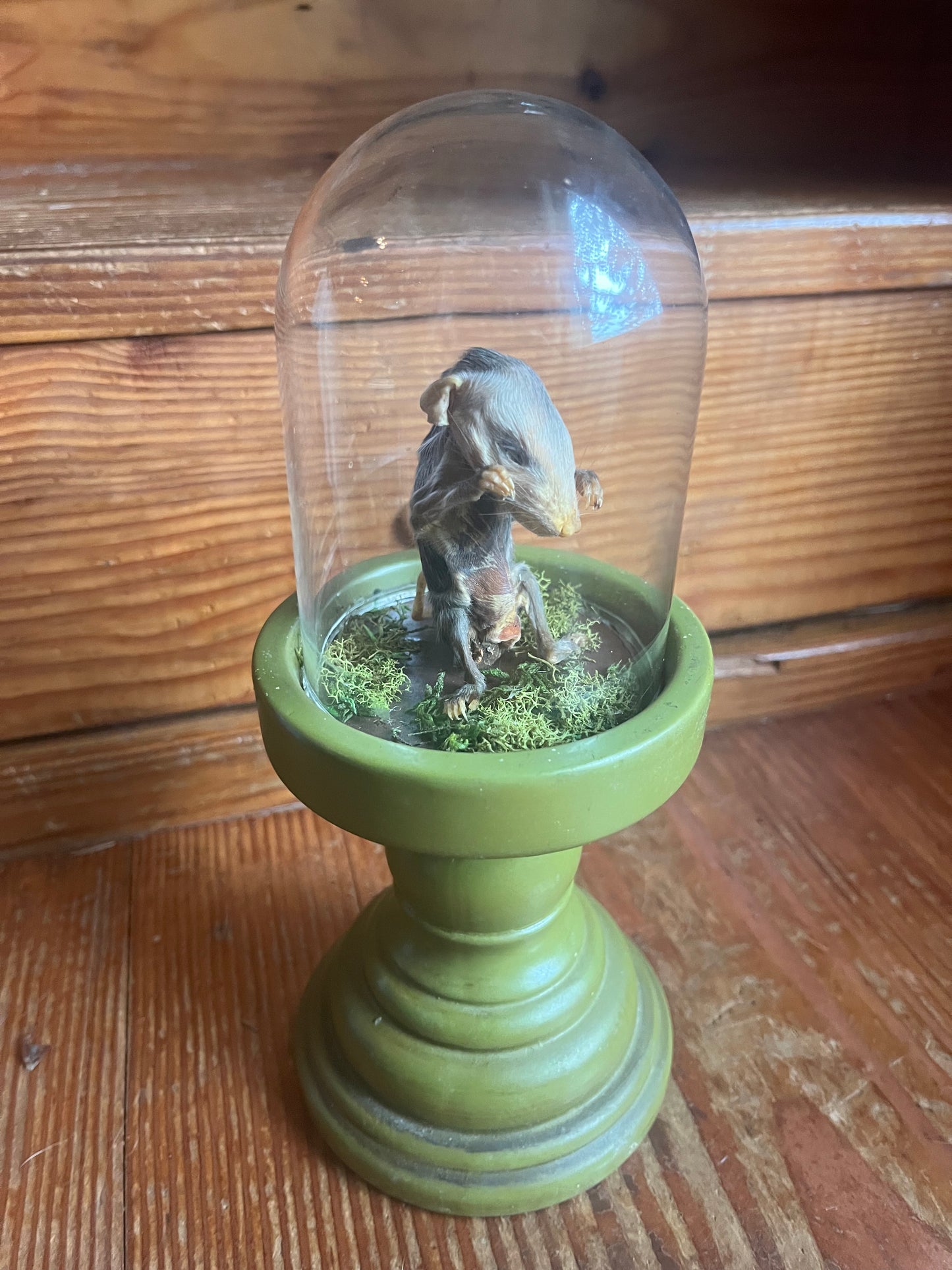 Mummified baby opossum in dome