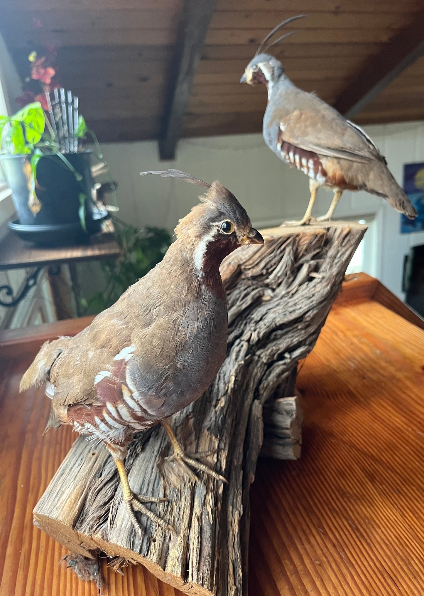 Pair of vintage taxidermy quail