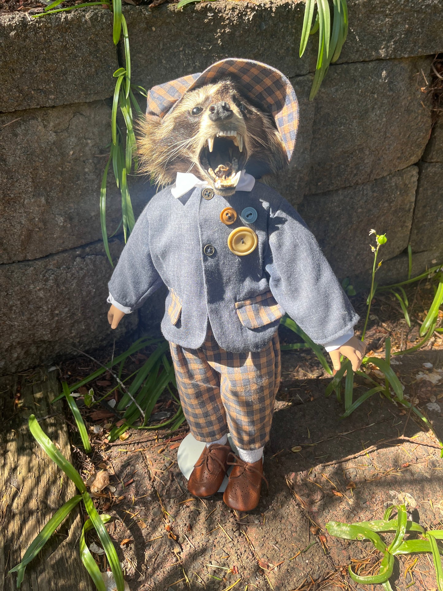 Dapper raccoon