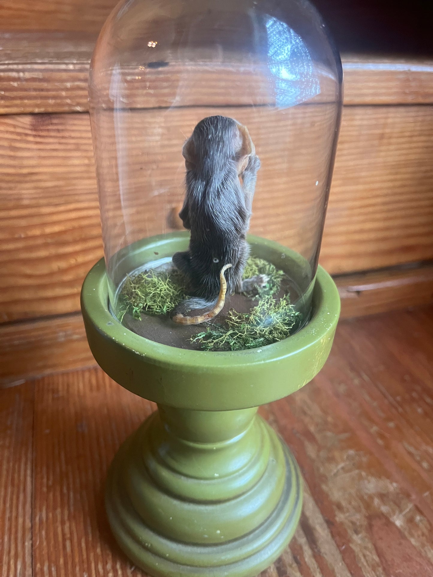 Mummified baby opossum in dome