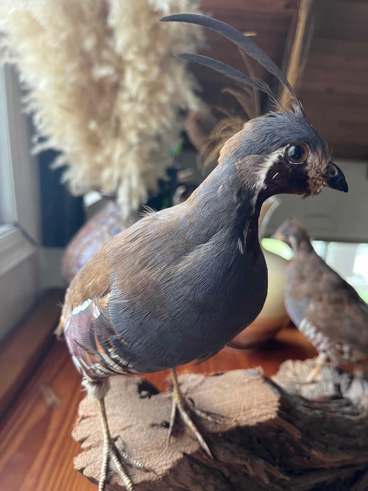 Pair of vintage taxidermy quail