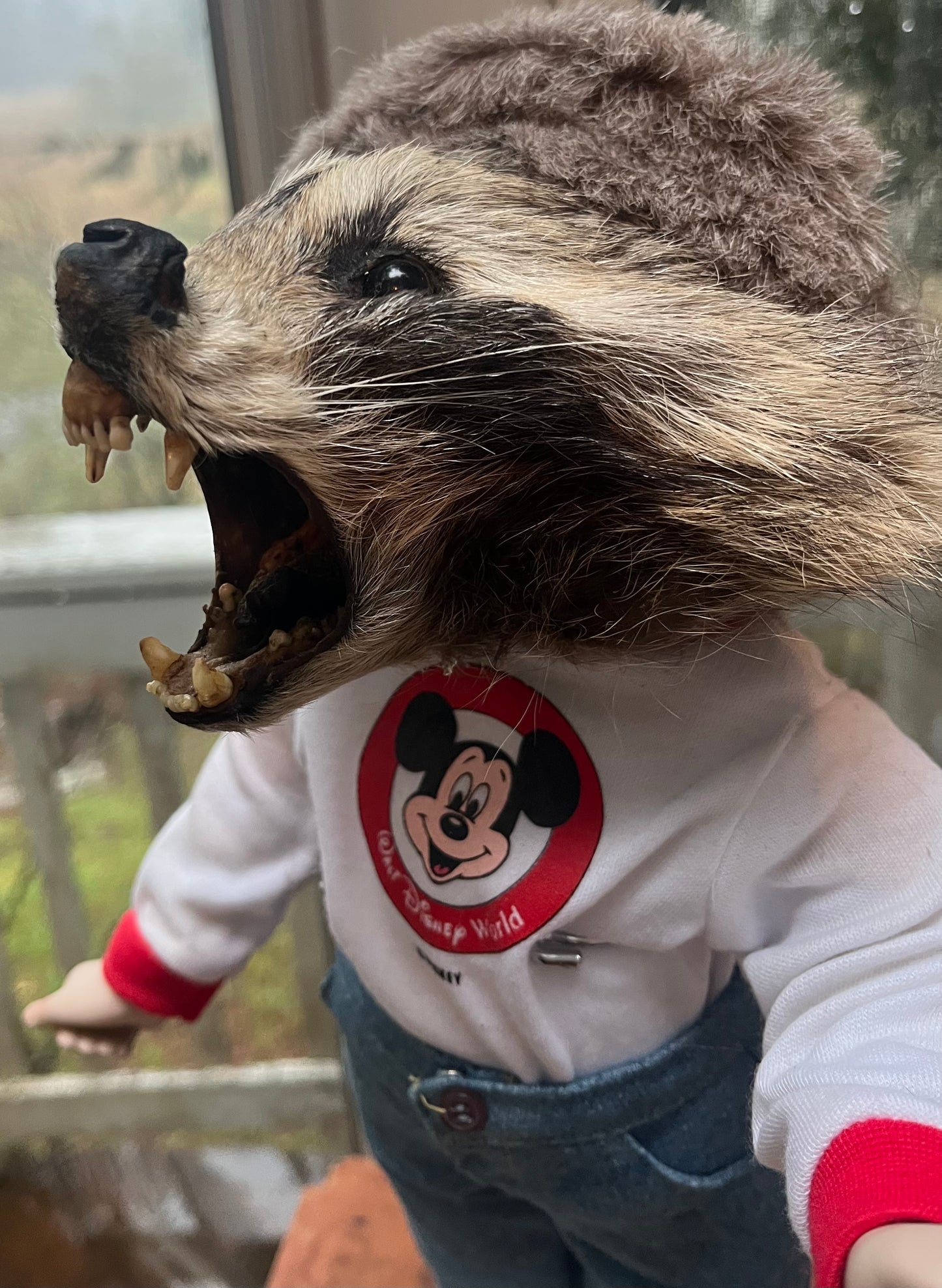 Disney raccoon