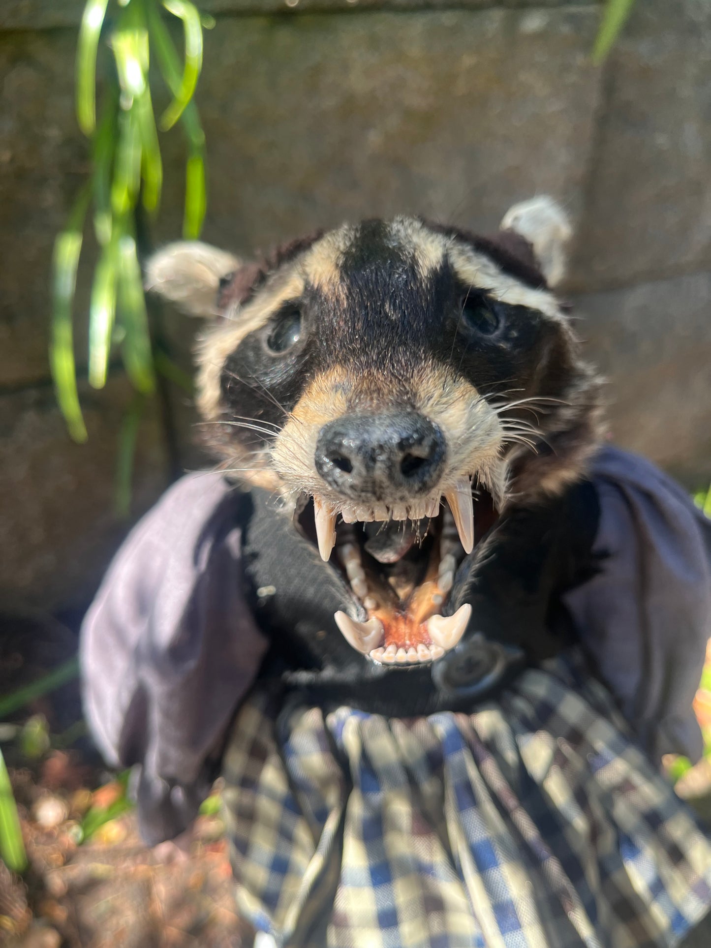 Taxidermy Art doll: raccoon